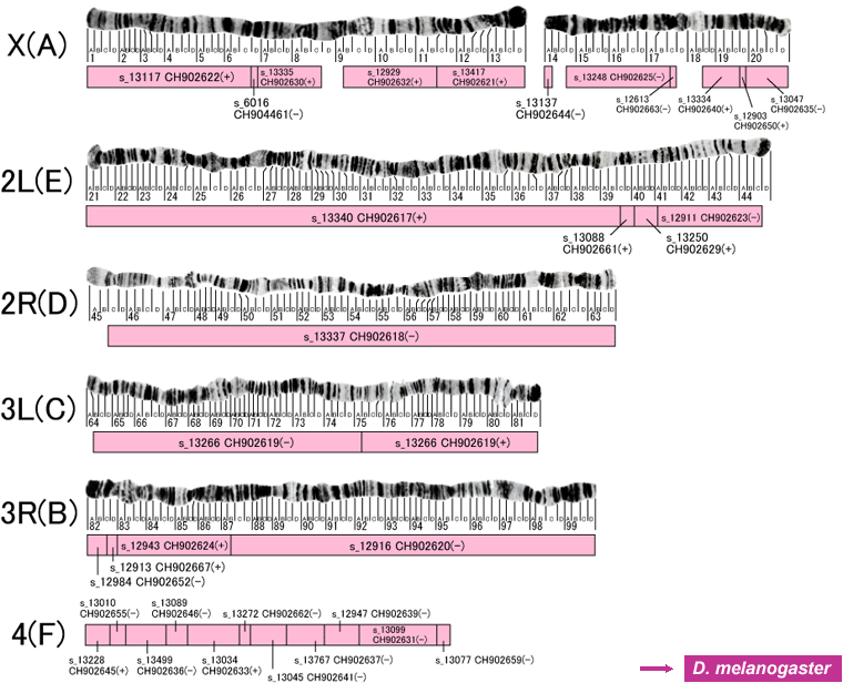 Genome Viewer