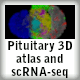 Pituitary 3D atlas and scRNA-seq.gif