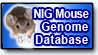 NIG mouse genome database Home