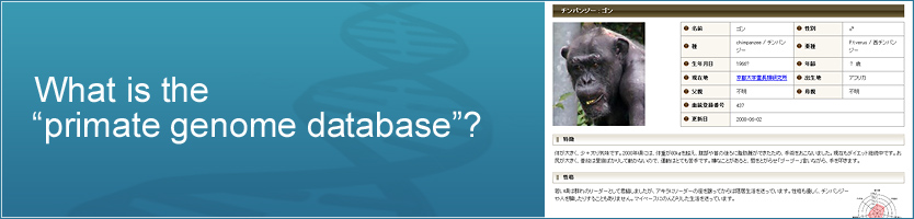 What is the “primate genome database”?