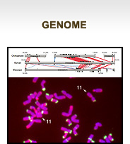 Genome