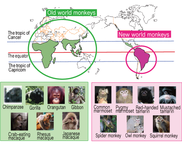 Primate distribution around the world.