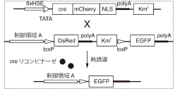 図1