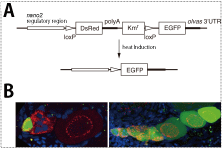 Fig.4