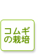 コムギの栽培
