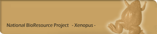 National BioResource Project - Xenopus -