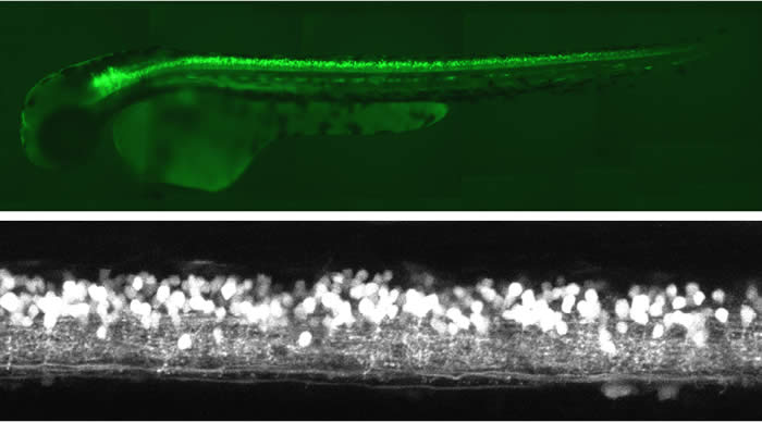 図1:トランスポゾンを用いた遺伝子トラップ法の概略
