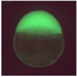 nig-zebra/2736_SAG20A-1cell.png